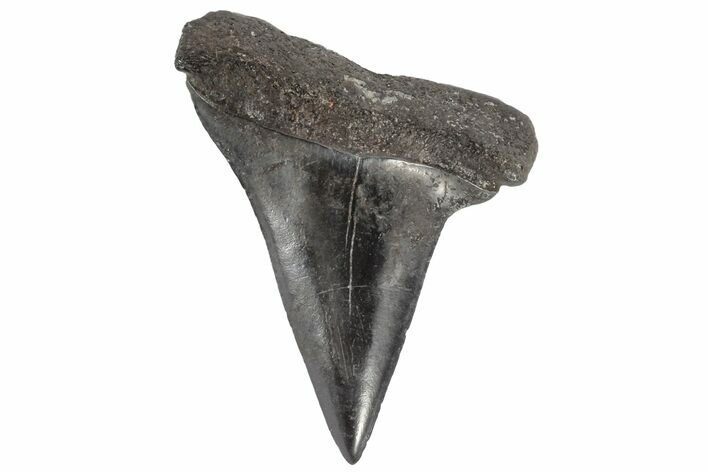 Fossil Broad-Toothed Mako Tooth - South Carolina #170424